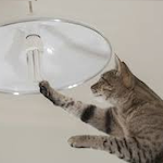 Cat_Fixing_Lightbulb